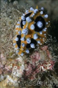 Die Warzenschnecke (Phyllidia ocellata) kann in verschiedenen Farb-Variationen vorkommen (Bali, Indonesien) - Nudibranch (Bali, Indonesia)