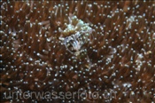 Korallenrankenfusskrebse (Ceratoconcha sp.) ernähren sich von Plankton, welches sie mit ihren Tentakeln aus dem Wasser filtrieren, (Bali, Indonesien) - Coral Barnacle  (Bali, Indonesia)