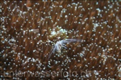 Korallenrankenfusskrebse (Ceratoconcha sp.) ernähren sich von Plankton, welches sie mit ihren Tentakeln aus dem Wasser filtrieren, (Bali, Indonesien) - Coral Barnacle  (Bali, Indonesia)