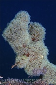 Eine Kolonie Keulenseescheiden (Clavelina sp.) besiedelt eine abgestorbene Koralle (Bali, Indonesien) - Ascidian / Sea Squirts (Bali, Indonesia)