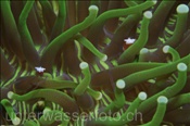 Zwei Pilzkorallen Garnelen (Periclimenes kororensis), (Bali, Indonesien) - Commensal Shrimp / Mushroom Coral Anemone Shrimp / Ghost Shrimp (Bali, Indonesia)