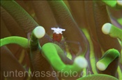 Pilzkorallen Garnele (Periclimenes kororensis), (Bali, Indonesien) - Commensal Shrimp / Mushroom Coral Anemone Shrimp / Ghost Shrimp (Bali, Indonesia)