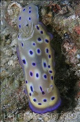 Prachtsternschnecke (Chromodoris kuniei), (Bali, Indonesien) - Harlequin Nudibranch (Bali, Indonesia)
