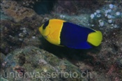 Blaugelber Zwergkaiser (Centropyge bicolor) ist sehr scheu und schierig zu fotografieren (Bali, Indonesien) - Bicolor Angelfish (Bali, Indonesia)