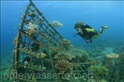 Taucherin durchschwimmt einen künstlichen Korallengarten zur Korallenaufzucht (Bali, Indonesien) - Scubadiver and Artificial Coral Reef (Bali, Indonesia)