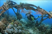 Taucherin betrachtet neu gewachsene Korallen an einer künstlichen Riffstruktur zur Korallenaufzucht (Bali, Indonesien) - Scubadiver and Artificial Coral Reef (Bali, Indonesia)