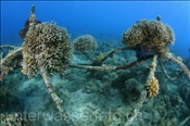 Neu gewachsene Korallen an einer künstliche Riffstruktur aus Stahlelementen zur Korallenaufzucht (Bali, Indonesien) - Artificial Coral Reef (Bali, Indonesia)