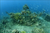 Fische besiedeln eine künstliche Riffstruktur aus Stahlelementen zur Korallenaufzucht (Bali, Indonesien) - Artificial Coral Reef (Bali, Indonesia)