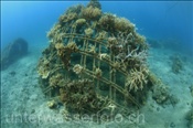 Schön bewachsene künstliche Riffstruktur aus Stahlelementen zur Korallenaufzucht (Bali, Indonesien) - Artificial Coral Reef (Bali, Indonesia)