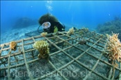 Taucherin mit künstlicher Riffstruktur zur Korallenaufzucht (Bali, Indonesien) - Scubadiver and Artificial Coral Reef (Bali, Indonesia)