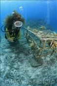Taucherin mit künstlicher Riffstruktur zur Korallenaufzucht. Durch den Strom welcher durch das Metallgitter fliest entstehen Gasbläschen (Bali, Indonesien) - Scubadiver and Artificial Coral Reef (Bali, Indonesia)