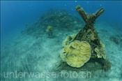 Künstliche Riffstrukturen zur Korallenaufzucht (Bali, Indonesien) - Artificial Coral Reef (Bali, Indonesia)