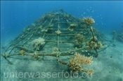 Künstliche Riffstruktur zur Korallenaufzucht (Bali, Indonesien) - Artificial Coral Reef (Bali, Indonesia)