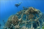 Taucherin durchschwimmt einen künstlichen Korallengarten zur Korallenaufzucht (Bali, Indonesien) - Scubadiver and Artificial Coral Reef (Bali, Indonesia)