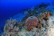 Vorgelagertes Korallenriff der Insel Bali (Bali, Indonesien) - Coral Reef (Bali, Indonesia)