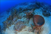 Vorgelagertes Korallenriff der Insel Bali (Bali, Indonesien) - Coral Reef (Bali, Indonesia)