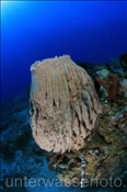 Grosser Fass Schwamm (Xestospongia testudinaria) im Korallenriff (Bali, Indonesien) - Barrel Sponge (Bali, Indonesia)
