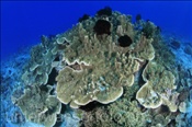 Eine Gekräuselte Krustenkoralle (Merulina ampliata) wächst auf dem Riffdach (Bali, Indonesien) - Merulina Coral  (Bali, Indonesia)