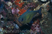 Der Schwarzrand Beilbauchfisch (Pempheris mangula) versteckt sich wärend des Tages gerne in Spalten und Höhlen (Bali, Indonesien) - Black Edged Sweeper / Black Margin Bullseye (Bali, Indonesia)