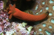 Ein abgetrennter Arm des Luzon Seesterns (Echinaster luzonicus) lebt entwickelt sich zu einem sechsarmigen Tier (Bali, Indonesien) - Luzon Sea Star / Orange Sea Star (Bali, Indonesia)