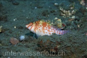 Zwerg Büschelbarsch (Cirrhitichtys falco) auf schlammigem Meeresboden (Bali, Indonesien) - Dwarf Hawkfish / Falco Hawkfish (Bali, Indonesia)