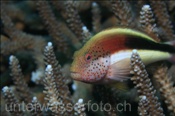 Forsters Büschelbarsch / Gestreifter Büschelbarsch (Paracirrhites forsteri) lauert auf einer Koralle auf Beute (Bali, Indonesien) - Freckled Hawkfish / Blackside Hawkfish (Bali, Indonesia)