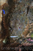 Der Flache Drachenkopf (Scorpaenopsis oxycephala) besitzt giftige Flossenstrahlen, deren Stich extreme Schmerzen verursachen kann (Bali, Indonesien) - Flathead Scorpionfish (Bali, Indonesia)