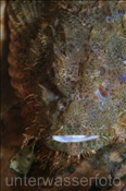 Der Flache Drachenkopf (Scorpaenopsis oxycephala) besitzt giftige Flossenstrahlen, deren Stich extreme Schmerzen verursachen kann (Bali, Indonesien) - Flathead Scorpionfish (Bali, Indonesia)