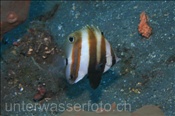 Der Doppelaugen Coradion (Coradion melanopus) gehört zur Familie der Falterfische (Bali, Indonesien) - Two Eyed Butterflyfish / Twospot Coralfish (Bali, Indonesia)