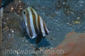 Der Doppelaugen Coradion (Coradion melanopus) gehört zur Familie der Falterfische (Bali, Indonesien) - Two Eyed Butterflyfish / Twospot Coralfish (Bali, Indonesia)