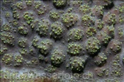 Korallenpolypen einer Steinkorallenart (Bali, Indonesien) - Polyps of Stony Coral (Bali, Indonesia)