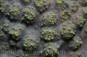 Korallenpolypen einer Steinkorallenart (Bali, Indonesien) - Polyps of Stony Coral (Bali, Indonesia)