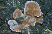 Eine Steinkorallenart versucht auf dem sandigen Meeresboden zu überleben (Bali, Indonesien) - Coral on sandy bottom (Bali, Indonesia)