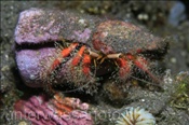 Der Einsiedlerkrebs (Aniculus retipes) versteckt seinen empfindlichen Hinterleib in einem Schneckengehäuse (Bali, Indonesien) - Hermit Crab (Bali, Indonesia)