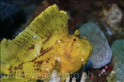 Ein Schaukelfisch (Taeniaotus triacanthus) sitzt regungslos auf einer Koralle (Bali, Indonesien) - Leaf Scorpionfish / Scorpion Leaffish / Paperfish (Bali, Indonesia)