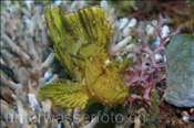 Ein Schaukelfisch (Taeniaotus triacanthus) sitzt regungslos auf einer Koralle (Bali, Indonesien) - Leaf Scorpionfish / Scorpion Leaffish / Paperfish (Bali, Indonesia)
