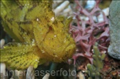 Kopfbereich eines Schaukelfisches (Taeniaotus triacanthus), (Bali, Indonesien) - Leaf Scorpionfish / Scorpion Leaffish / Paperfish (Bali, Indonesia)