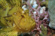 Kopfbereich eines Schaukelfisches (Taeniaotus triacanthus), (Bali, Indonesien) - Leaf Scorpionfish / Scorpion Leaffish / Paperfish (Bali, Indonesia)