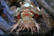 Ein Fetzen Drachenkopf (Scorpaenopsis venosa) liegt träge auf einem Schwamm (Bali, Indonesien) - Raggy Scorpionfish (Bali, Indonesia)