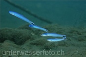 Die Blaue Torpedogrundel / Schwarzfleck Torpedogrundel (Ptereleotris heteroptera) ist manchmal in Gruppen anzutreffen (Bali, Indonesien) - Blacktail Goby (Bali, Indonesia)