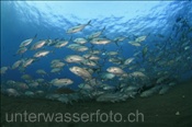 Grossaugen Stachelmakrelen (Caranx sexfasciatus) bilden einen Schwarm (Bali, Indonesien) - Bigeye Jacks / Bigeye Trevallies (Bali, Indonesia)