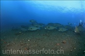 Büffelkopf Papageienfische (Bolbometopon muricatum) bilden gerne Fichschulen (Bali, Indonesien) - Bumphead Parrotfish / Green Humphead Parrotfish (Bali, Indonesia)