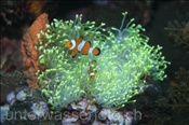 Westliche Clownfische (Amphiprion ocellaris) leben in Symbiose mit einer Anemone (Bali, Indonesien) - False Clown Anemonefish / Ocellaris Clownfish / False Percula Clownfish (Bali, Indonesia)