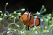 Westlicher Clownfisch (Amphiprion ocellaris), (Bali, Indonesien) - False Clown Anemonefish / Ocellaris Clownfish / False Percula Clownfish (Bali, Indonesia)