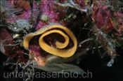 Das Gelege einer Schnecke (Bali, Indonesien) - Nudibranch Eggs (Bali, Indonesia)