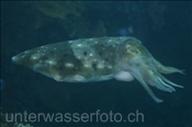 Eine Breitkeulensepie (Sepia officinalis) schwebt über dem Riff (Bali, Indonesien) - Broadclub Cuttlefish (Bali, Indonesia)