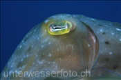 Kopfbereich einer Breitkeulensepie (Sepia officinalis), (Bali, Indonesien) - Broadclub Cuttlefish (Bali, Indonesia)