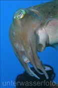 Kopfbereich einer Breitkeulensepie (Sepia officinalis), (Bali, Indonesien) - Broadclub Cuttlefish (Bali, Indonesia)