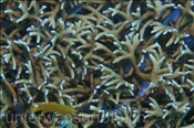 Gelege einer Breitkeulensepie (Sepia officinalis) versteckt in einer Koralle (Bali, Indonesien) - Broadclub Cuttlefish (Bali, Indonesia)