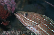Spitzkopf Zackenbarsch (Anyperodon leucogrammicus), (Bali, Indonesien) - Slender Grouper (Bali, Indonesia)